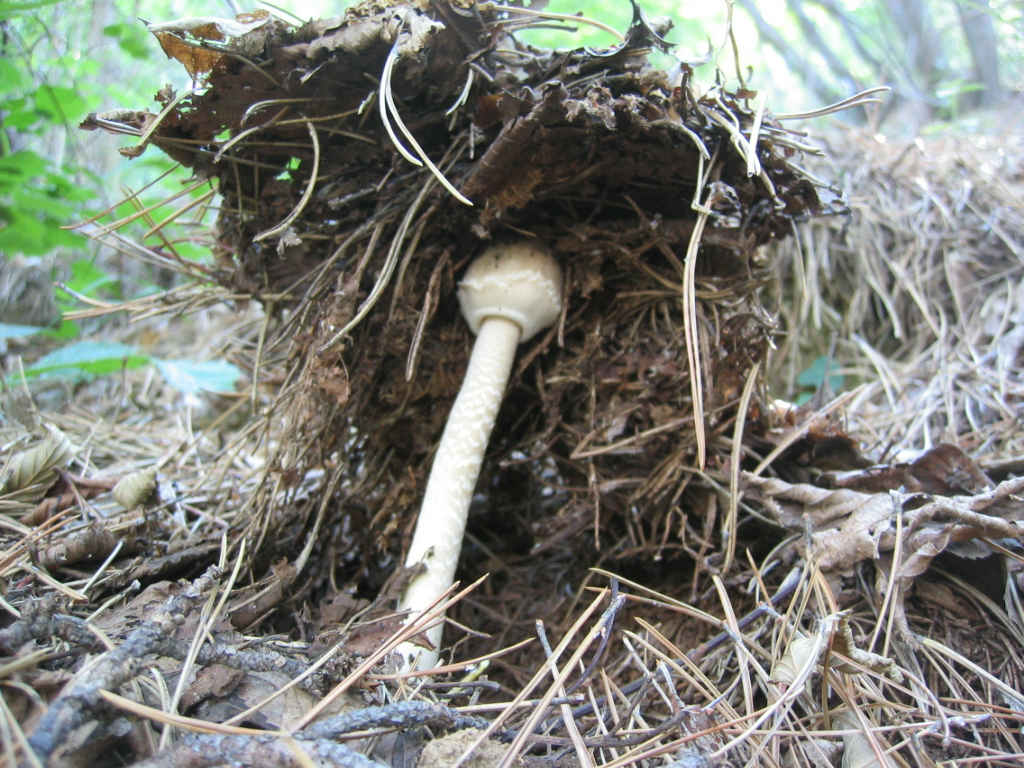 La nativit.... continua (Macrolepiota procera)